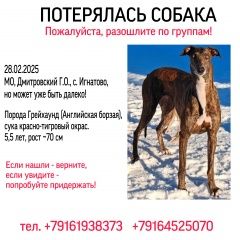 Подробнее об объявлении «Пропала собака Москва» Фото: пропала собака Грейхаунд «Пропала собака Москва» в г. Москва