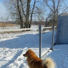 Подробнее об объявлении «Пропала собака кобель Самара» Фото: пропала собака  «Пропала собака кобель Самара» в г. Самара