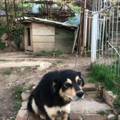 Подробнее об объявлении «Пропала собака кобель пёс, 7лет, имя-жорик Аксай (Ростовская обл.)» Фото: пропала собака  «Пропала собака кобель пёс, 7лет, имя-жорик...» в г. Аксай (Ростовская обл.)