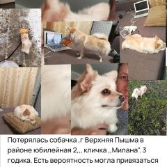Подробнее об объявлении «Пропала собака помогите найти ребёнка Верхняя Пышма» Фото: пропала собака  «Пропала собака помогите найти ребёнка Верхняя...» в г. Верхняя Пышма