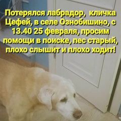 Подробнее об объявлении «Подольск Пропала собака кобель помогите найти» Фото: пропала собака Лабрадор ретривер «Подольск Пропала собака кобель помогите найти» в г. Подольск