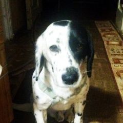 Подробнее об объявлении «Ставрополь Пропала собака кобель помогите найти нашего бима, пожалуйста» Фото: пропала собака  «Ставрополь Пропала собака кобель помогите найти...» в г. Ставрополь