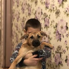Подробнее об объявлении «Пропала собака Севастополь» Фото: пропала собака  «Пропала собака Севастополь» в г. Севастополь