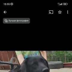 Подробнее об объявлении «Пропала собака Горячий Ключ» Фото: пропала собака Лабрадор ретривер «Пропала собака Горячий Ключ» в г. Горячий Ключ