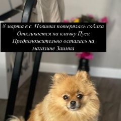 Подробнее об объявлении «Пропала собака шпиц пуся Благовещенск (Амурская обл.)» Фото: пропала собака  «Пропала собака шпиц пуся Благовещенск (Амурская...» в г. Благовещенск (Амурская обл.)
