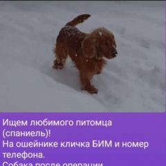 Подробнее об объявлении «Пропала собака кобель спаниэль рыжего цвета Хабаровск» Фото: пропала собака Английский кокер-спаниель «Пропала собака кобель спаниэль рыжего цвета...» в г. Хабаровск