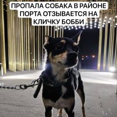 Подробнее об объявлении «Пропала собака кобель Якутск» Фото: пропала собака Русский той-терьер «Пропала собака кобель Якутск» в г. Якутск
