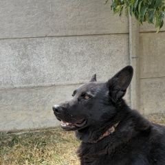 Подробнее об объявлении «Пропала собака кобель чёрная немецкая овчарка Симферополь» Фото: пропала собака Немецкая овчарка «Пропала собака кобель чёрная немецкая овчарка...» в г. Симферополь