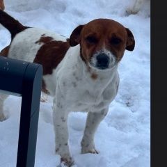 Подробнее об объявлении «Пропала собака кобель Троицк» Фото: пропала собака  «Пропала собака кобель Троицк» в г. Троицк