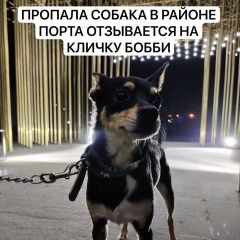 Подробнее об объявлении «Пропала собака кобель Якутск» Фото: пропала собака Русский той-терьер «Пропала собака кобель Якутск» в г. Якутск
