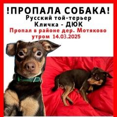 Подробнее об объявлении «Люберцы Пропала собака кобель песик» Фото: пропала собака  «Люберцы Пропала собака кобель песик» в г. Люберцы
