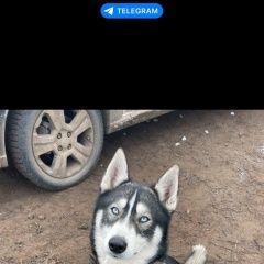 Подробнее об объявлении «Пропала собака кобель вознаграждение Самара» Фото: пропала собака  «Пропала собака кобель вознаграждение Самара» в г. Самара