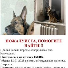 Подробнее об объявлении «Козельск Пропала собака кобель» Фото: пропала собака  «Козельск Пропала собака кобель» в г. Козельск