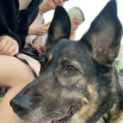 Подробнее об объявлении «Пропала собака продолжаем поиск Москва» Фото: пропала собака  «Пропала собака продолжаем поиск Москва» в г. Москва