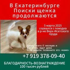 Подробнее об объявлении «Пропала собака кобель поиски щенка продолжа Екатеринбург» Фото: пропала собака Папильон ( папийон) «Пропала собака кобель поиски щенка продолжа...» в г. Екатеринбург