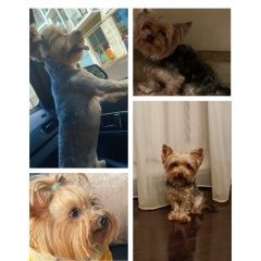 Подробнее об объявлении «Кабардинка Пропала собака кобель максимальный репост» Фото: пропала собака  «Кабардинка Пропала собака кобель максимальный...» в г. Кабардинка