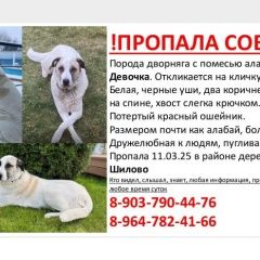 Подробнее об объявлении «Бронницы Пропала собака» Фото: пропала собака  «Бронницы Пропала собака» в г. Бронницы