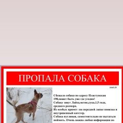 Подробнее об объявлении «Пропала собака Сочи» Фото: пропала собака  «Пропала собака Сочи» в г. Сочи