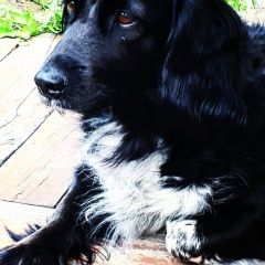 Подробнее об объявлении «Пропала собака Братск» Фото: пропала собака  «Пропала собака Братск» в г. Братск