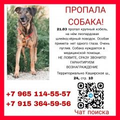 Подробнее об объявлении «Пропала собака кобель Москва» Фото: пропала собака  «Пропала собака кобель Москва» в г. Москва