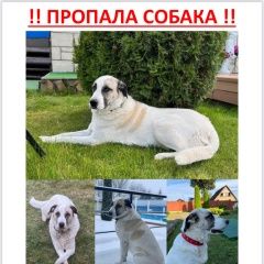 Подробнее об объявлении «Пропала собака помесь алабая, дружелюбная Раменское» Фото: пропала собака Среднеазиатская овчарка «Пропала собака помесь алабая, дружелюбная...» в г. Раменское