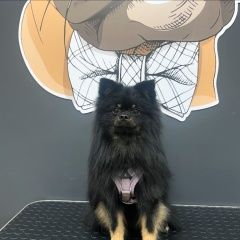 Подробнее об объявлении «Пропала собака Смоленск» Фото: пропала собака  «Пропала собака Смоленск» в г. Смоленск