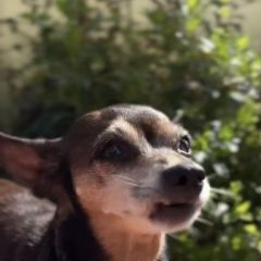 Подробнее об объявлении «Пропала собака маленькая Чебоксары» Фото: пропала собака  «Пропала собака маленькая Чебоксары» в г. Чебоксары