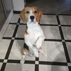 Подробнее об объявлении «Пропала собака кобель. бигль, триколор Балабаново» Фото: пропала собака Бигль «Пропала собака кобель. бигль, триколор Балабаново» в г. Балабаново