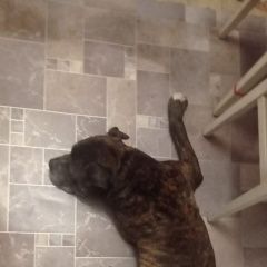 Подробнее об объявлении «Пропала собака кобель помогите найти собаку Симферополь» Фото: пропала собака Стаффордширский бультерьер «Пропала собака кобель помогите найти собаку...» в г. Симферополь