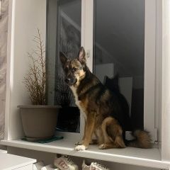 Подробнее об объявлении «Пропала собака кобель Калуга» Фото: пропала собака  «Пропала собака кобель Калуга» в г. Калуга
