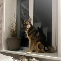 Подробнее об объявлении «Козельск Пропала собака кобель» Фото: пропала собака  «Козельск Пропала собака кобель» в г. Козельск