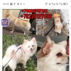 Подробнее об объявлении «Пропала собака помогите вернуть домой Верхняя Пышма» Фото: пропала собака Немецкий шпиц «Пропала собака помогите вернуть домой Верхняя...» в г. Верхняя Пышма