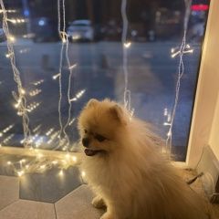 Подробнее об объявлении «Пропала собака кобель померанский шпиц Анапа» Фото: пропала собака Померанский шпиц «Пропала собака кобель померанский шпиц Анапа» в г. Анапа