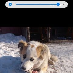 Подробнее об объявлении «Пропала собака помогите найти Хабаровск» Фото: пропала собака  «Пропала собака помогите найти Хабаровск» в г. Хабаровск