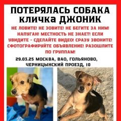 Подробнее об объявлении «Пропала собака кобель джоник 7 месяцев Москва» Фото: пропала собака  «Пропала собака кобель джоник 7 месяцев Москва» в г. Москва
