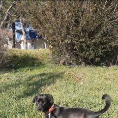 Подробнее об объявлении «Пропала собака кобель Краснодар» Фото: пропала собака  «Пропала собака кобель Краснодар» в г. Краснодар