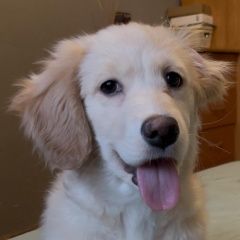 Подробнее об объявлении «Пропала собака Ангарск» Фото: пропала собака  «Пропала собака Ангарск» в г. Ангарск