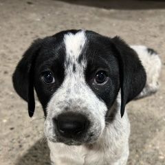 Подробнее об объявлении «Пропала собака кобель Адлер» Фото: пропала собака Курцхаар «Пропала собака кобель Адлер» в г. Адлер