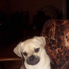 Подробнее об объявлении «Пропала собака Бишкек» Фото: пропала собака Мопс «Пропала собака Бишкек» в г. Бишкек