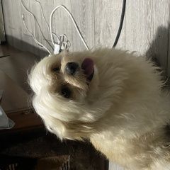 Подробнее об объявлении «Пропала собака кобель пёс Бишкек» Фото: пропала собака Мальтийская болонка «Пропала собака кобель пёс Бишкек» в г. Бишкек