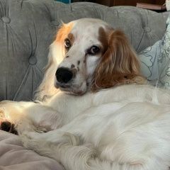 Подробнее об объявлении «Пропала собака кобель спаниель вова Адлер» Фото: пропала собака Английский кокер-спаниель «Пропала собака кобель спаниель вова Адлер» в г. Адлер