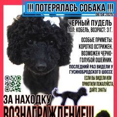 Подробнее об объявлении «Пропала собака кобель пудель черный. Новосибирск» Фото: пропала собака Пудель «Пропала собака кобель пудель черный. Новосибирск» в г. Новосибирск