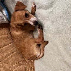 Подробнее об объявлении «Пропала собака на красном поводке и шлейке Москва» Фото: пропала собака  «Пропала собака на красном поводке и шлейке Москва» в г. Москва