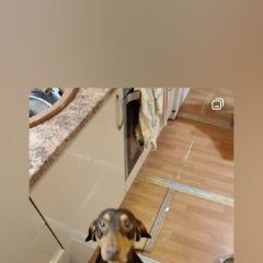 Подробнее об объявлении «Пропала собака кобель помогите найти собаку Сергиев Посад» Фото: пропала собака Такса «Пропала собака кобель помогите найти собаку...» в г. Сергиев Посад