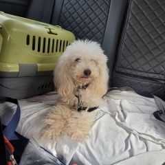 Подробнее об объявлении «Пропала собака белый пудель Москва» Фото: пропала собака Пудель «Пропала собака белый пудель Москва» в г. Москва