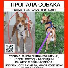 Подробнее об объявлении «Пропала собака кобель, порода басенджи Москва» Фото: пропала собака Басенджи «Пропала собака кобель, порода басенджи Москва» в г. Москва