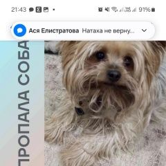 Подробнее об объявлении «Саратов Пропала собака кобель йоркширский-терьер» Фото: пропала собака Йоркширский терьер «Саратов Пропала собака кобель йоркширский-терьер» в г. Саратов