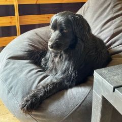 Подробнее об объявлении «Пропала собака кобель вознаграждение 50тр Можайск» Фото: пропала собака  «Пропала собака кобель вознаграждение 50тр Можайск» в г. Можайск