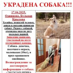 Подробнее об объявлении «Пропала собака украдена собака Одинцово» Фото: пропала собака  «Пропала собака украдена собака Одинцово» в г. Одинцово