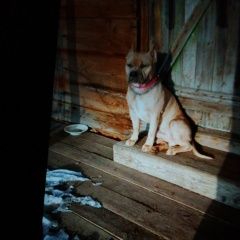 Подробнее об объявлении «Камышин Пропала собака кобель пожалуйста верните» Фото: пропала собака Американский стаффордширский терьер «Камышин Пропала собака кобель пожалуйста верните» в г. Камышин